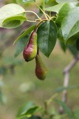 Red green pears. A small ripening pears. Red green pears close up. Ripening pears on the branch. Pear tree. Fruit tree