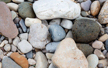 A hairy tarantula spider settled in the center of the pebbles on the riverbank, waiting for its prey.