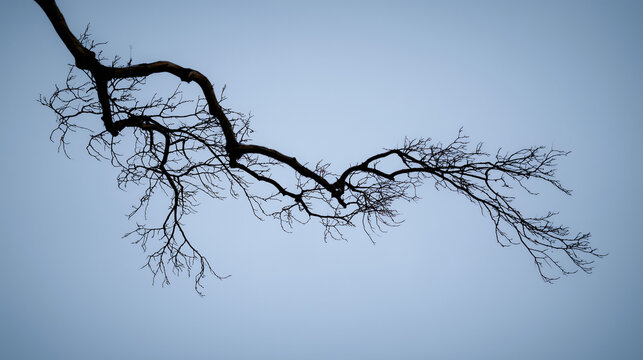 Gnarled bare tree branch silhouette against clear blue sky for Winter getaways   - Powered by Adobe