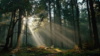 Obraz premium The sun illuminates the verdant forest, casting rays through slender tree trunks, and dappling the ground in emerald hues