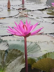 pink water lily