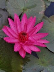 pink water lily