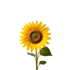 Obraz premium Blooming sunflower, dark background, studio shot, floral design