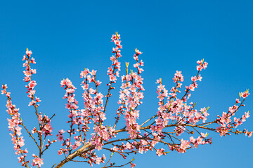 Japanische rosa Kirschblütenzweige im Frühling 