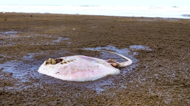 A dead sting ray thrown up by the sea and the tide. Borneo