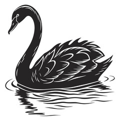 black swan vector illustration