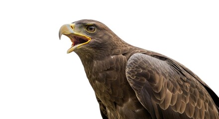 Fototapeta premium Majestic brown eagle with open beak isolated on white background