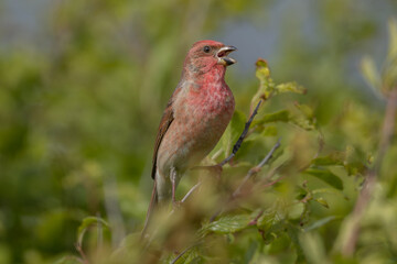 Common rosefinch (Carpodacus erythrinus)