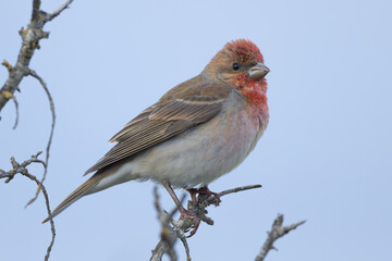 Common rosefinch (Carpodacus erythrinus)