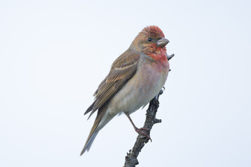 Common rosefinch (Carpodacus erythrinus)