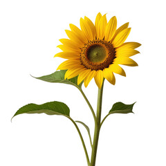 Obraz premium Isolated sunflower bloom, studio shot, black background, graphic design