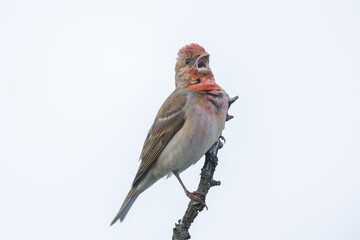 Common rosefinch (Carpodacus erythrinus)