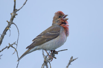 Common rosefinch (Carpodacus erythrinus)