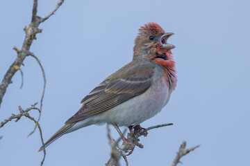 Common rosefinch (Carpodacus erythrinus)