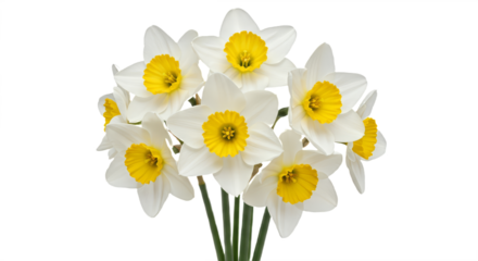 White daffodils Bouquet isolated on white transparent background, PNG 