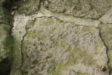 bark of a tree