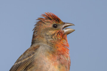 Common rosefinch (Carpodacus erythrinus)