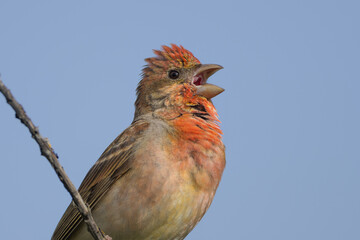 Common rosefinch (Carpodacus erythrinus)