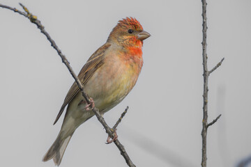 Common rosefinch (Carpodacus erythrinus)