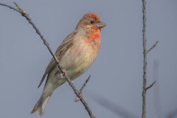 Common rosefinch (Carpodacus erythrinus)