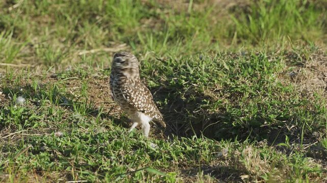 Burrowing owl standing alert near its nest in the grass