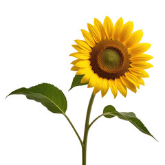Single sunflower bloom, studio shot, black background, nature design