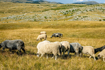 Flock of Sheep and Rams Grazing on Hilly Meadow in Durmitor Montenegro