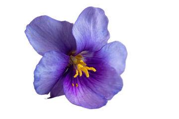 Close-up of a vibrant purple flower with yellow stamen, isolated on white transparent background.