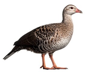 A detailed close-up of a bird with intricate feather patterns and a distinctive stance showcasing its natural beauty.
