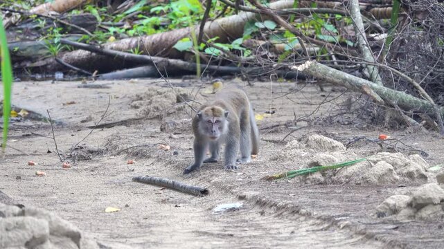Crab-eating macaque (Macaca fascicularis) in rainforesn and sea coast of Borneo Island. Monkeys search for floatsam from the sea at low tide, including numerous crabs Dotilla