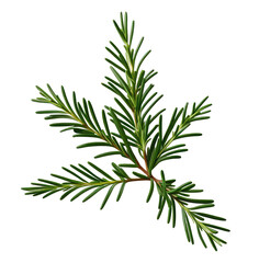 Rosemary sprig, studio shot, black background, culinary herb