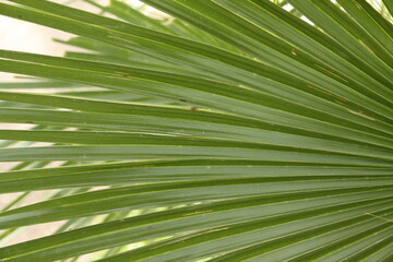 Obraz premium green palm leaf