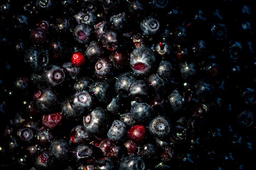 Wild blueberry. Freshly picked organic blueberries
