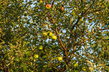 Apple trees full of fruit seen under a blue sky