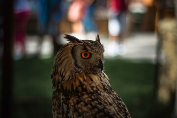 Profile portrait of an owl with striking orange eyes and detailed brown feathers.