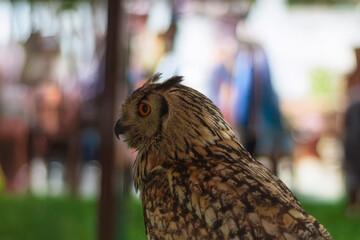Profile portrait of an owl with striking orange eyes and detailed brown feathers.