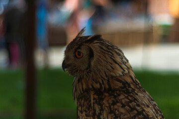 Profile portrait of an owl with striking orange eyes and detailed brown feathers.