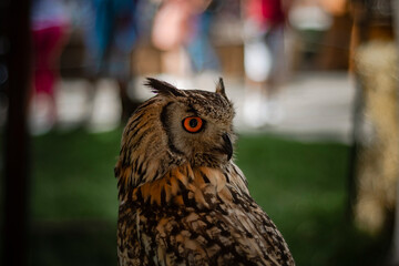 Profile portrait of an owl with striking orange eyes and detailed brown feathers.