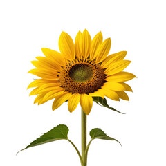 Obraz premium Single Sunflower Bloom, Studio Shot, Black Background, Floral Design