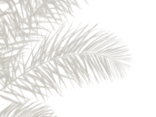 Palm Frond Elegance: This image showcases the delicate beauty of a palm frond, its intricate details rendered in a subtle, elegant manner, invoking a sense of tranquility and natural grace.