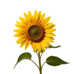 Obraz premium Single sunflower blooming, isolated, black background, nature photography, website design