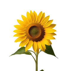 Fototapeta premium Vibrant sunflower isolated on black background