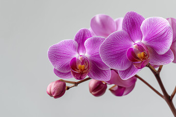 Obraz premium A close-up of a striped purple Moth Orchid with unopened buds on a plain background. Symbolizes rare beauty, elegance, love, and refinement.
