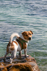 playful Jack Russell standing on a stone in the water 