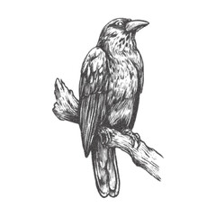 Vintage halftone engraving of raven perched on branch, stippling photocopy texture with grunge and retro effect, gothic crow vector illustration for dark mystical design projects