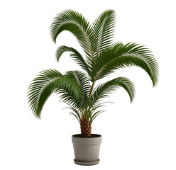 Obraz premium Indoor Cycad plant pot studio shot, black background, home decor
