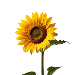 Studio Sunflower, single bloom, black background, design element