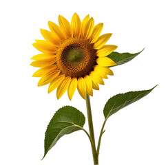 Obraz premium Vibrant sunflower blooming, isolated, black background, summer (2)