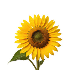 Single sunflower, black background, close-up, studio shot, floral design