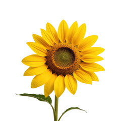 Fototapeta premium Single sunflower blossom, studio shot, black background, nature photography, design element